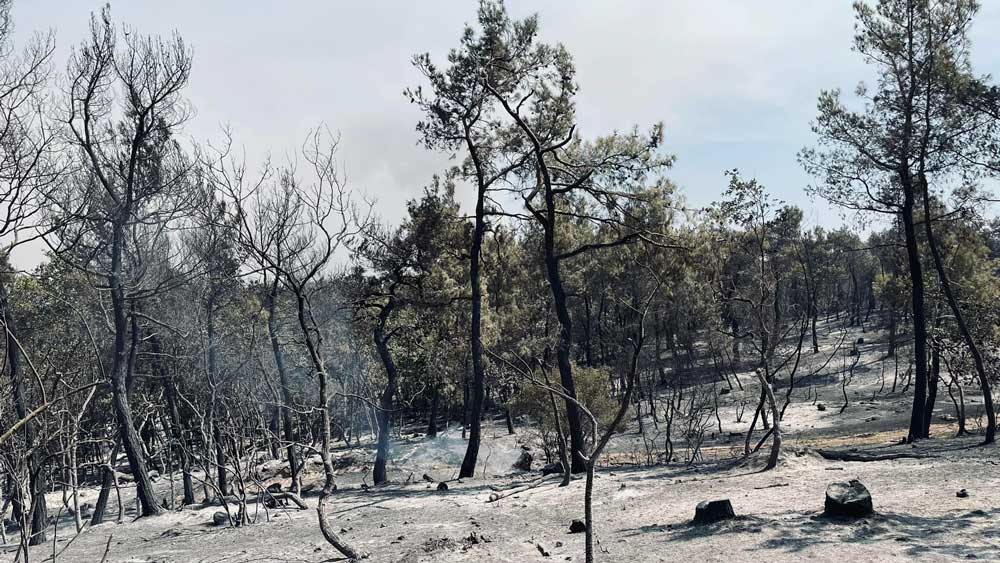 Εικόνα του άρθρου Πέμπτη μέρα της πυρκαγιάς στο Εθνικό Πάρκο Δαδιάς