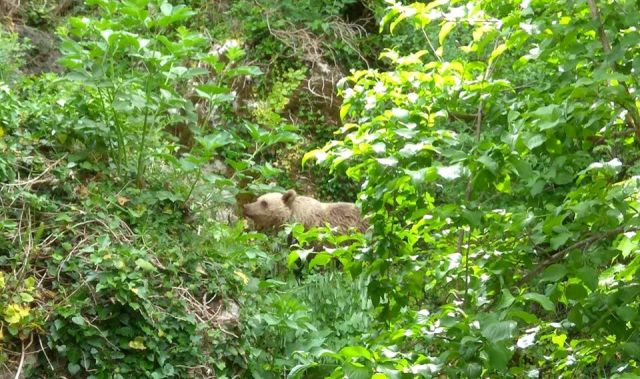 Πλαγιά Κόνιτσας: Tρεις νεκρές αρκούδες, ένα σοβαρό έγκλημα