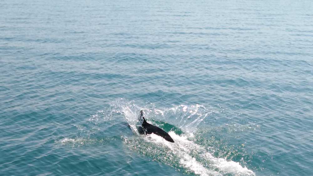 Τα 150 δελφίνια του Αμβρακικού γιορτάζουν