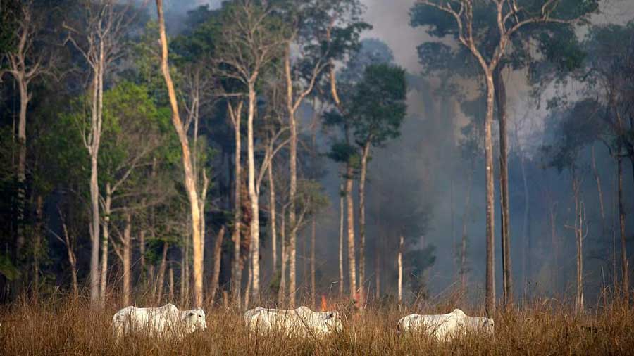 Εικόνα του άρθρου Οι πυρκαγιές στον Αμαζόνιο συνέχισαν να εξαπλώνονται