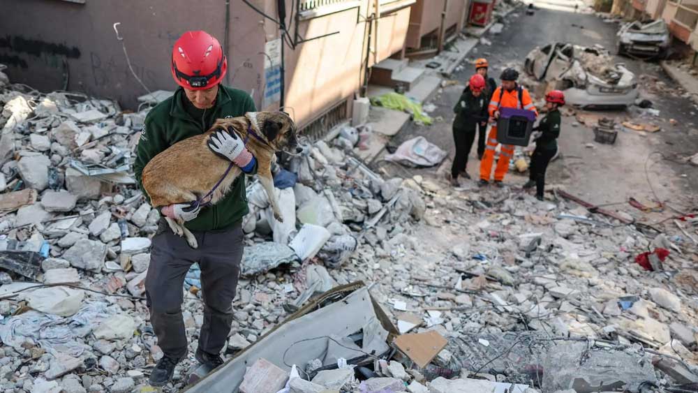 Εικόνα του άρθρου Τουρκία-Σεισμός: Επιχείρηση κατοικίδια