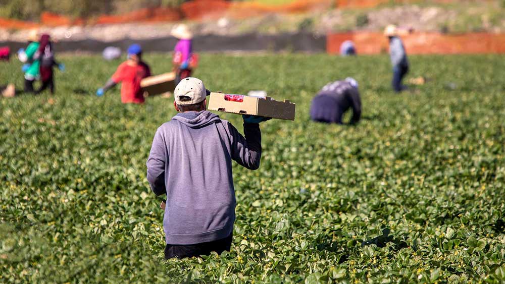 Reuters: Σχέδιο να καλυφθούν οι ελλείψεις εργατών με μετανάστες