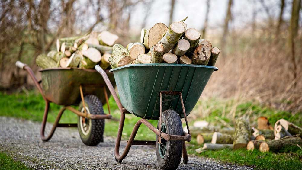Εικόνα του άρθρου Λευκή δρυς, πουρνάρι, ελιά: τι ξύλα θα κάψουμε φέτος;