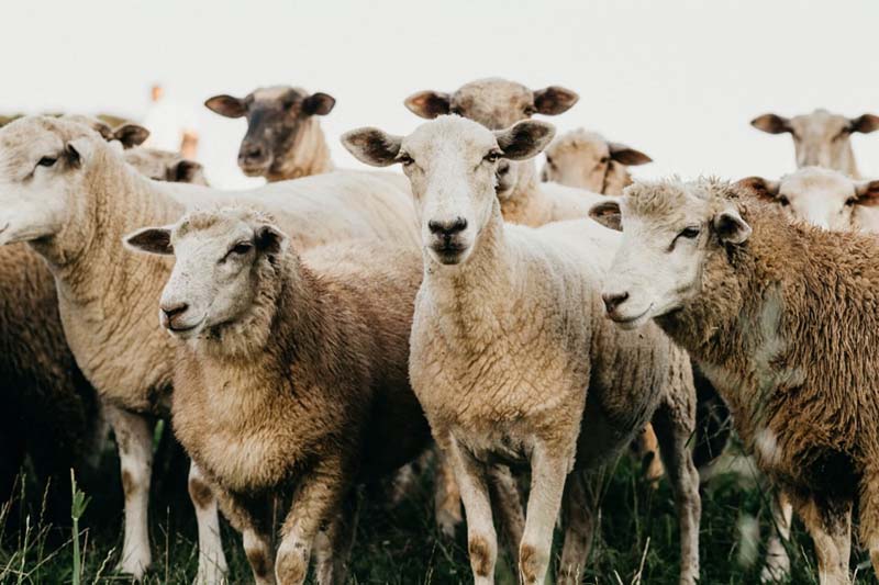 Εικόνα του άρθρου Πρέβεζα: Το βράδυ που κλέψανε 68 πρόβατα