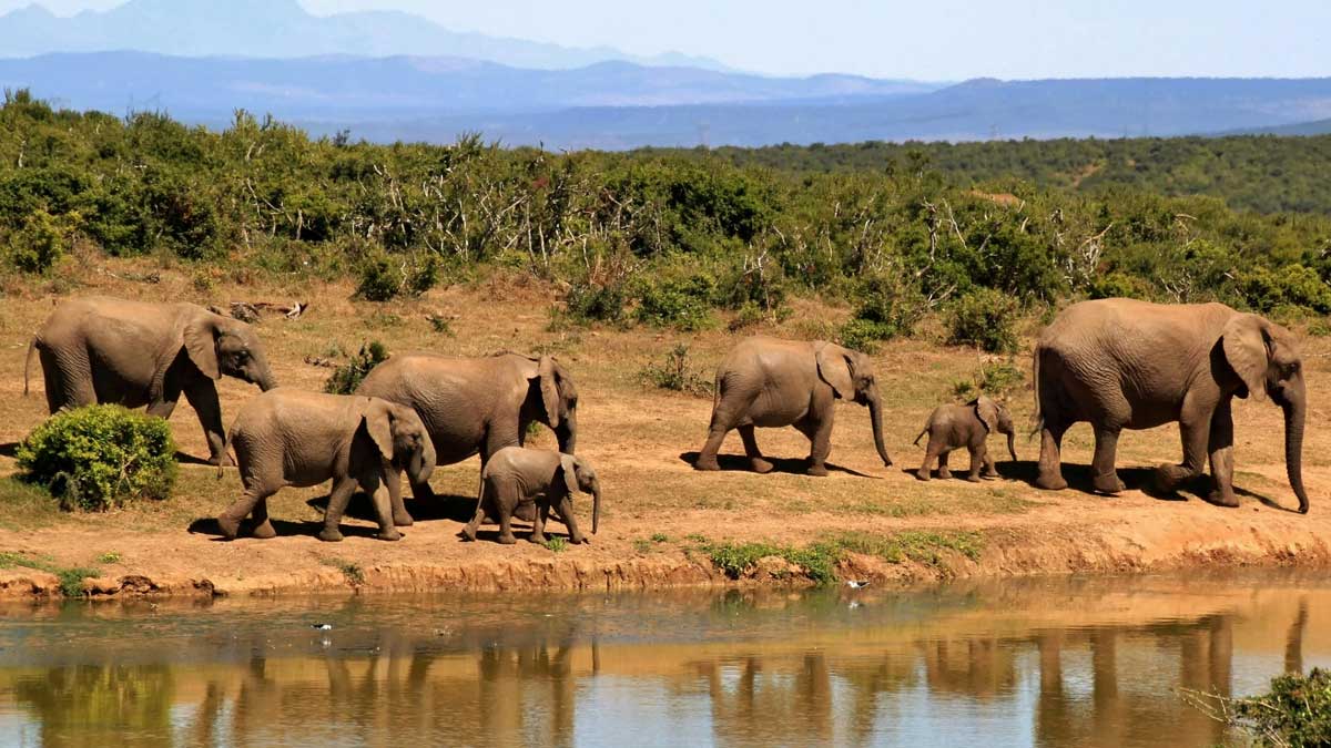Εικόνα του άρθρου Οι αφρικανικοί ελέφαντες έχουν… όνομα