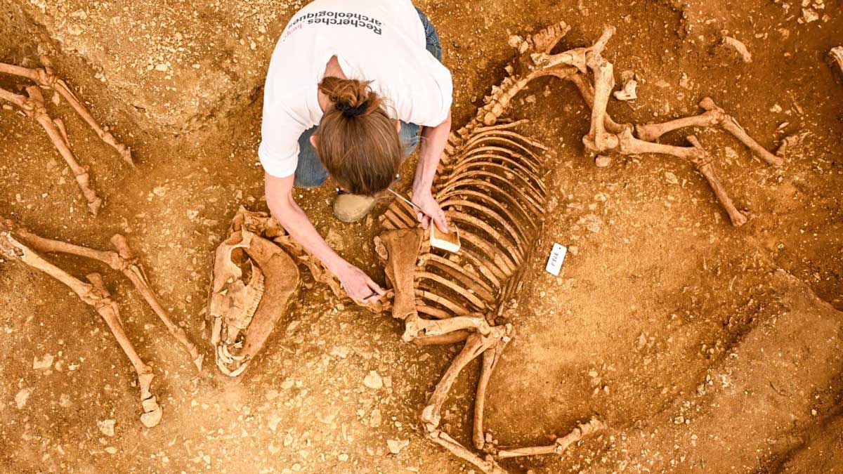 Εικόνα του άρθρου Γαλλία: Το μυστήριο με τα λείψανα αλόγων που θάφτηκαν πριν 2.000 χρόνια