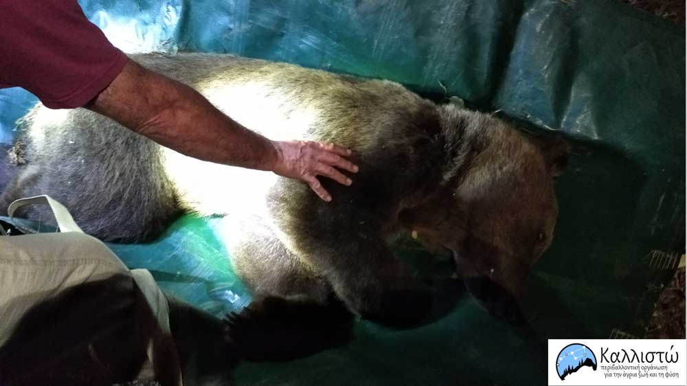 Καστοριά: Επιχείρηση απομάκρυνσης αρκούδας από κατοικημένη περιοχή
