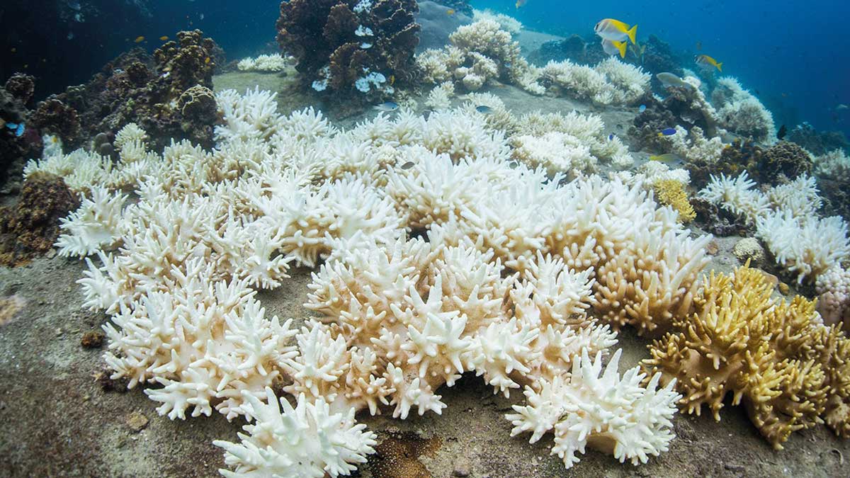Τα κοράλλια εκπέμπουν σήμα κινδύνου