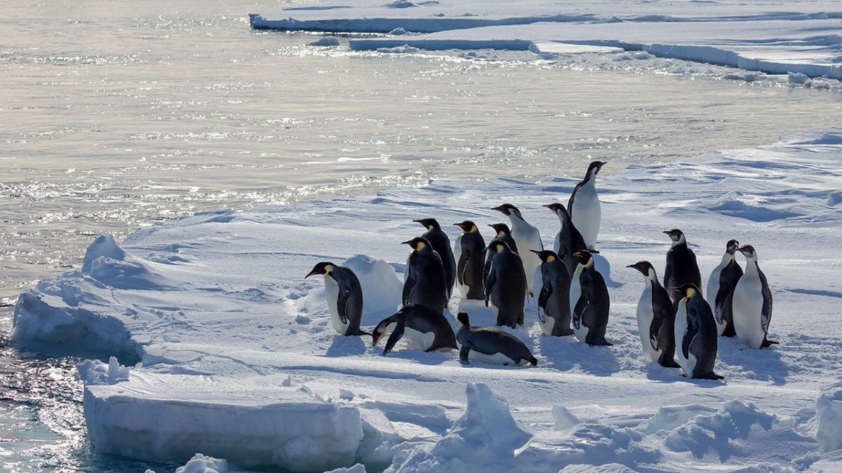 Εικόνα του άρθρου Ανακάλυψαν δύο νέες αποικίες αυτοκρατορικών πιγκουίνων