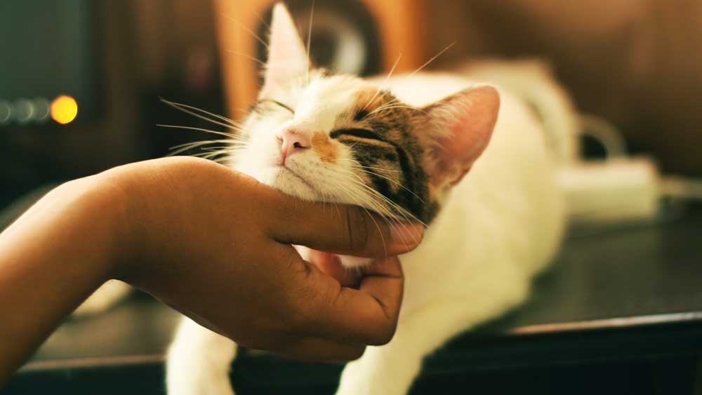 Εικόνα του άρθρου Οι γάτες προσαρμόζουν τη συμπεριφορά τους ανάλογα με τη φωνή που ακούνε
