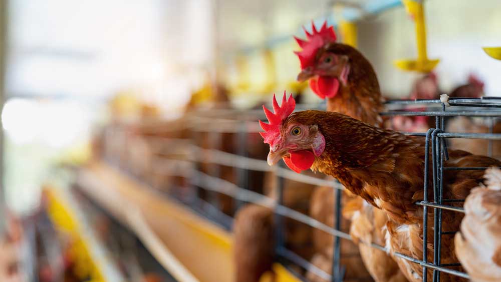 Η Ευρώπη πλήττεται από την «πιο καταστροφική» γρίπη των πτηνών