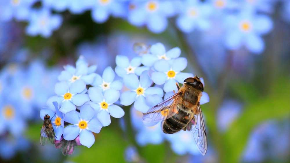 EE: Απαγόρευσε εντομοκτόνο που θεωρείται επιβλαβές για τις μέλισσες