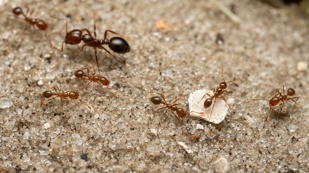 Τα «μυρμήγκια της φωτιάς» πατούν το πόδι τους την Ευρώπη