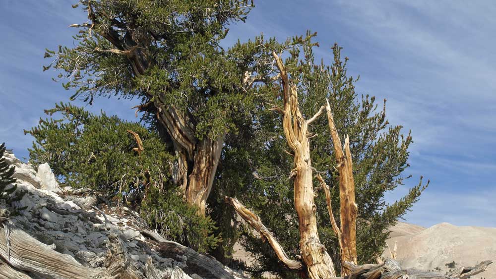 Δύο είδη πεύκου, τα αρχαιότερα δένδρα στη γη