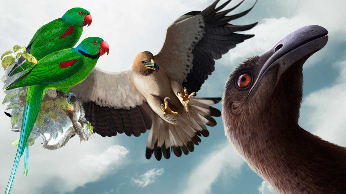 Εικόνα του άρθρου Η ανθρώπινη δραστηριότητα έχει εξαφανίσει το 12% των πτηνών