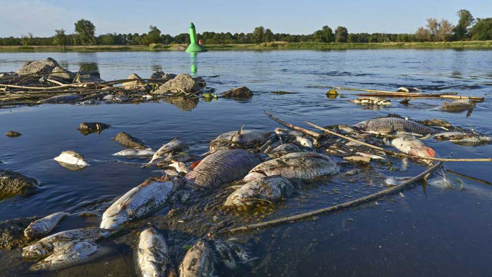 Γερμανία-Πολωνία: Μυστήριο με νεκρά ψάρια στον ποταμό Όντερ