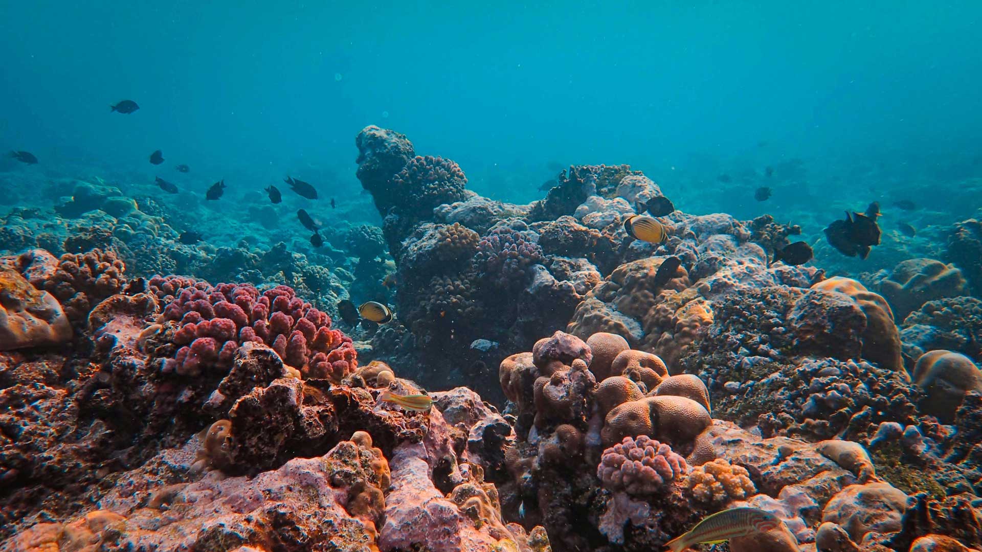 Εικόνα του άρθρου Στοιχεία παραγωγής «σκοτεινού οξυγόνου» στο βυθό του Ειρηνικού Ωκεανού