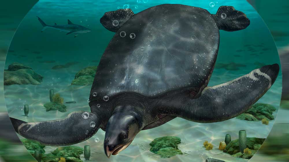 Ισπανία: Ανακαλύφθηκε απολίθωμα γιγάντιας αρχαίας θαλάσσιας χελώνας