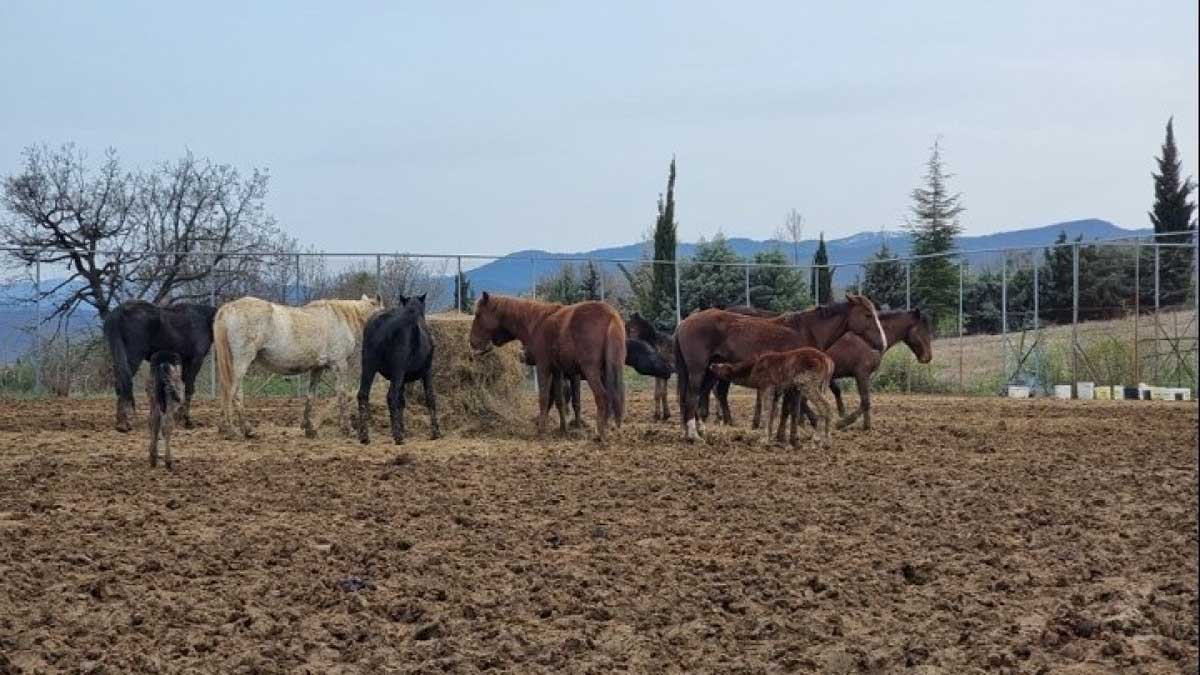 Γρεβενά: Ακυρώθηκε η δημοπρασία άγριων αλόγων