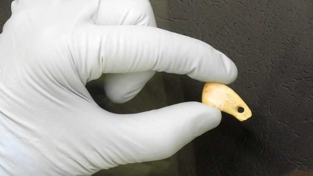 Εικόνα του άρθρου Ένα δόντι 20.000 ετών αποκαλύπτει το DNA γυναίκας