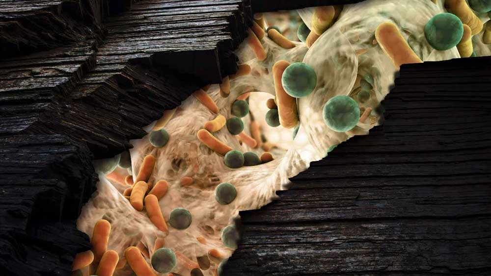 Εικόνα του άρθρου Πότε εμφανίστηκε πολύπλοκη μικροβιακή ζωή στη Γη;