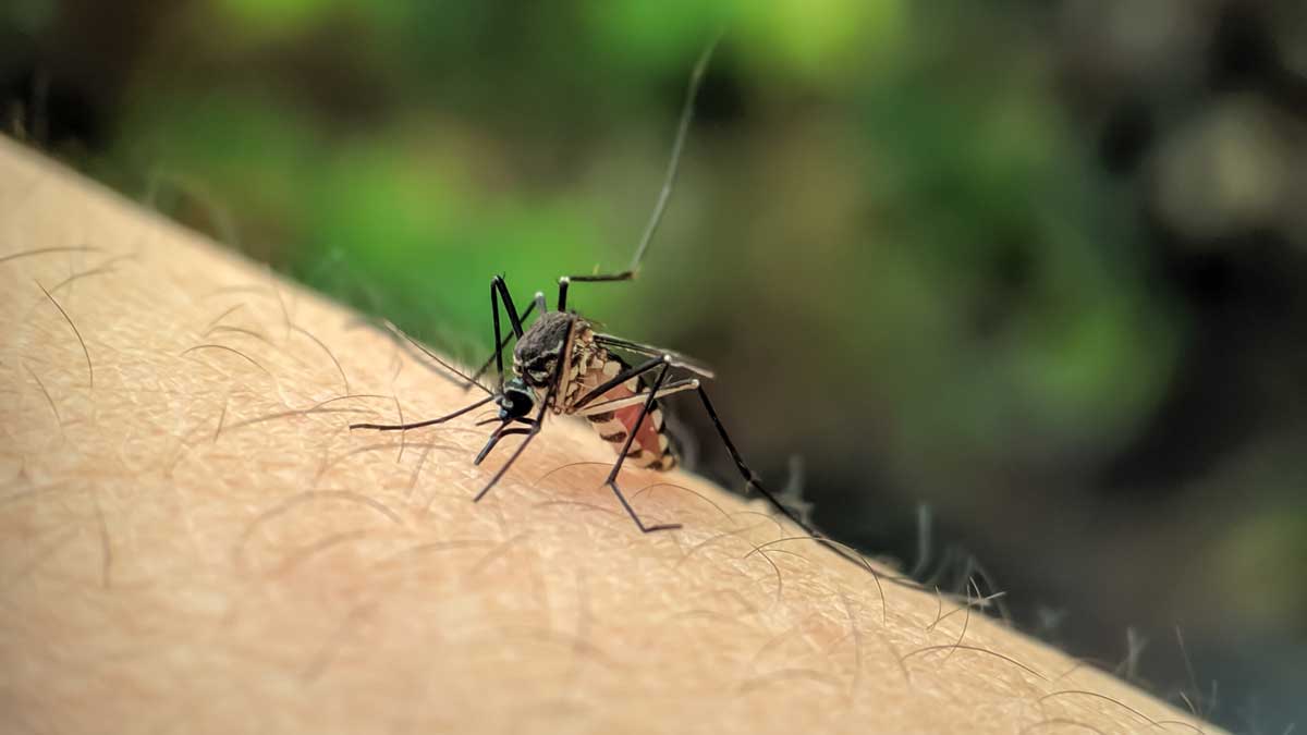 Οι ασθένειες που μεταδίδονται από κουνούπια εξαπλώνονται στην Ευρώπη