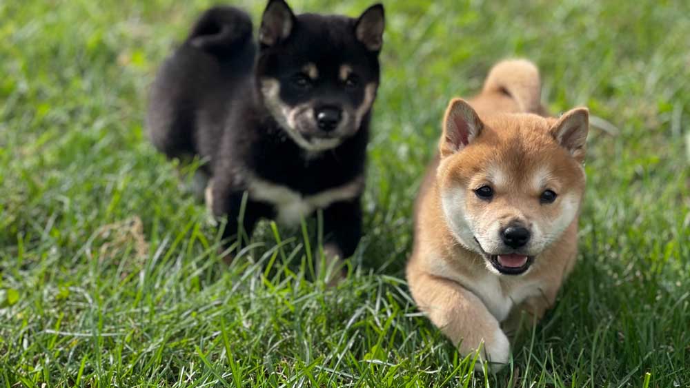 Νέα μελέτη αποκαλύπτει τη διπλή καταγωγή των σκύλων