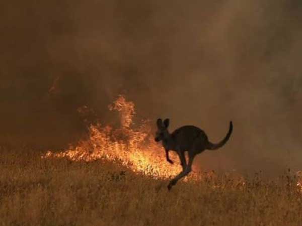 Αυστραλία-φωτιές: Ένας τραγικός απολογισμός