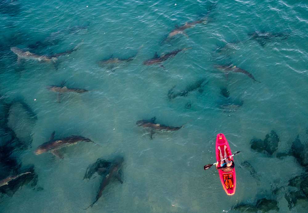 Παρέα με τους καρχαρίες