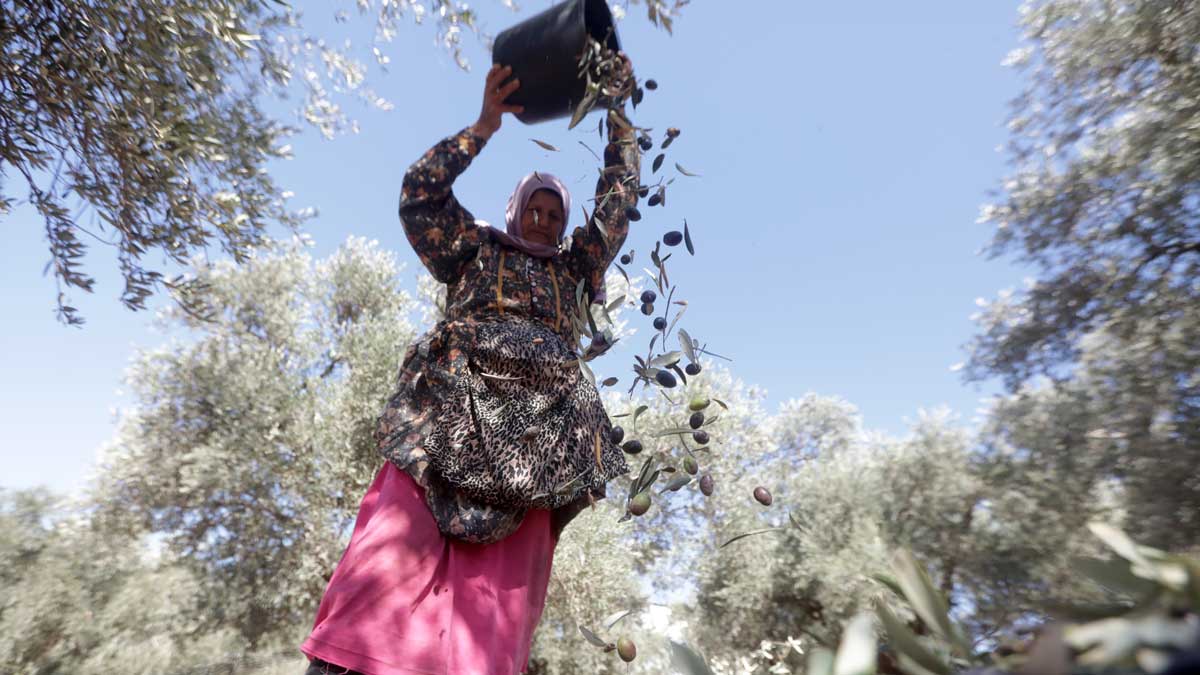 Εικόνα του άρθρου Οι ελιές της Παλαιστίνιας αγρότισσας