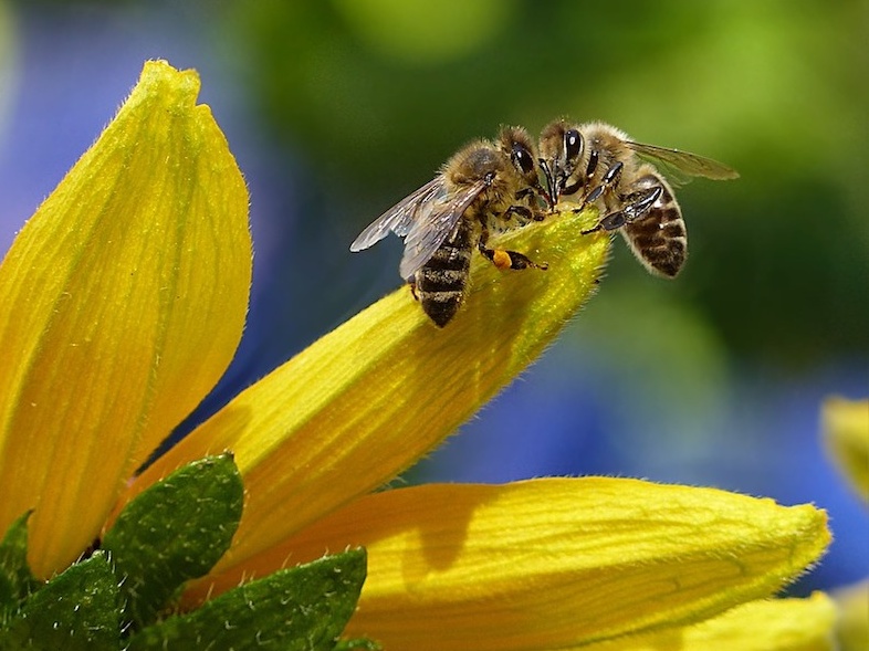 ΕΕ: Απαγορεύει εντομοκτόνα που βλάπτουν τις μέλισσες
