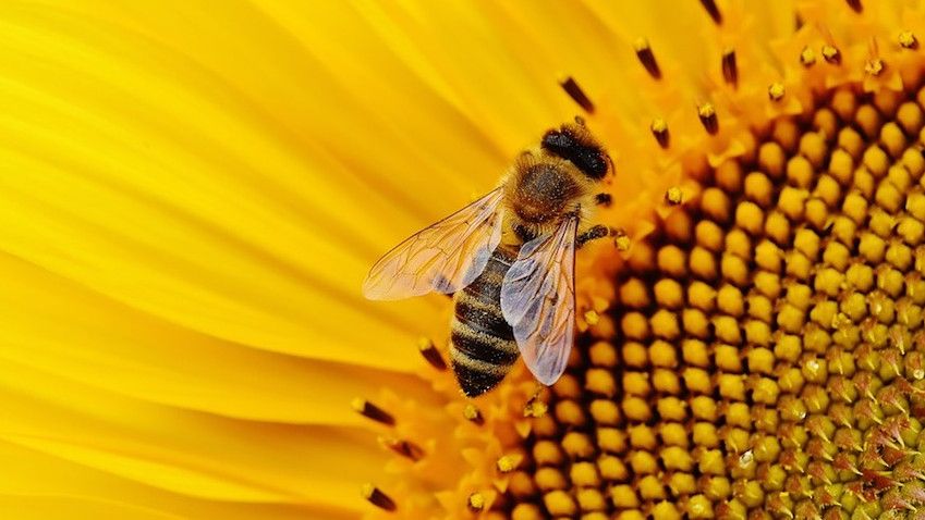 Εικόνα του άρθρου Γιάννενα: Και οι μελισσοκόμοι στον δρόμο