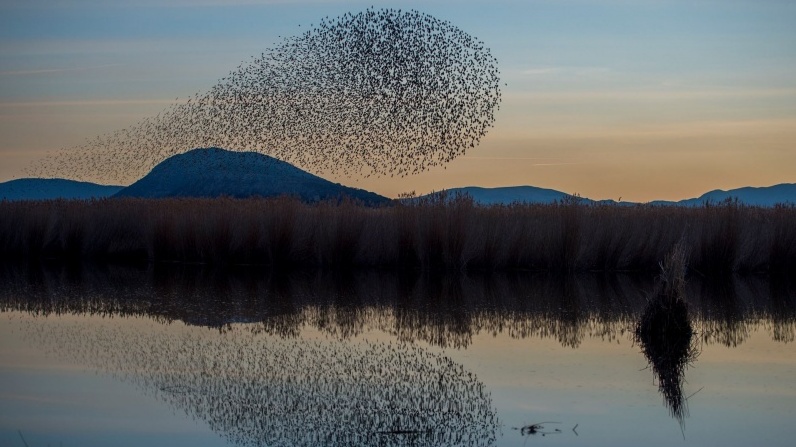 Η λίμνη και τα μεταναστευτικά πουλιά