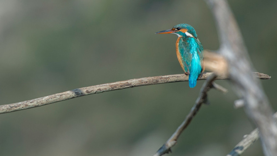 Εικόνα του άρθρου 11 πουλιά του χειμώνα στα Γιάννενα