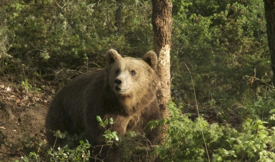 Από πού κατάγονται οι αρκούδες της Πίνδου;