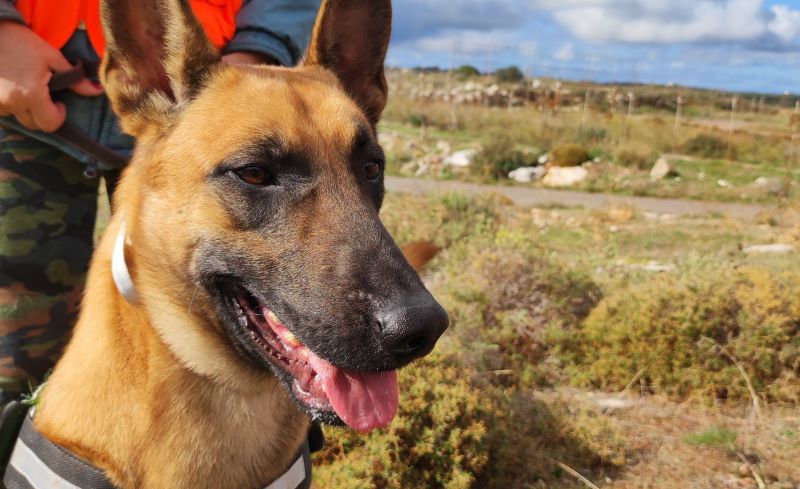 15 εκπαιδευμένοι σκύλοι κατά των δηλητηριασμένων δολωμάτων